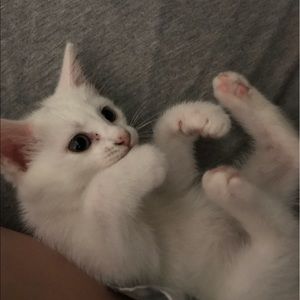 Meet your Posher, Ava